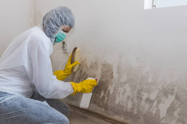 Best Industrial Mold Remediation in Temple, PA