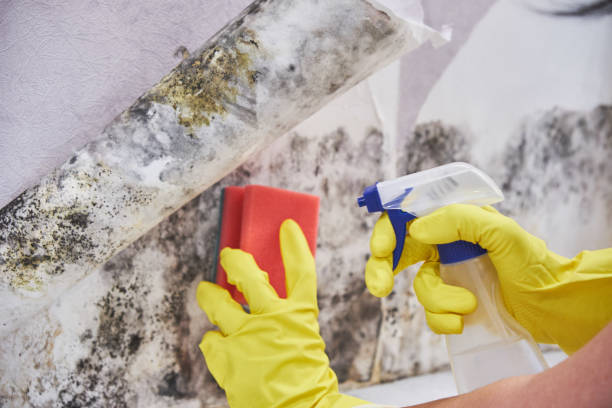 Best Mold Documentation for Insurance Claims in Temple, PA